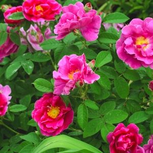 Meet your Posher, Love Poshmark! ❤️